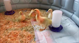 Just 4 adorable ducks eating some lettuce