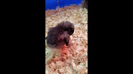 Cute little baby chicken falling asleep Peep Chick