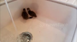German Shepherd gets 2 new little brown ducks!