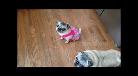 A Pug's Birthday   Zoe turns 11 and goes shopping!