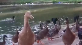 Backyard Duck with Mallard Ducks by the river
