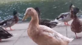 Brown Backyard Duck with Mallard Ducks