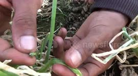 caterpillar grayak small caterpillars are very greedy within a week of a hectare of onion crops sold out in the meal