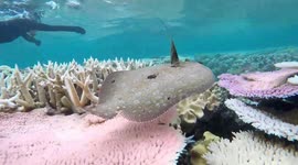 Swimming with Flounder in the Great Barrier Reef