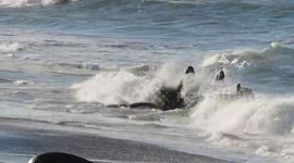 Male elephant seals in a long fight over territory