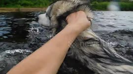 Alaskan Malamute Puppy Jumping in the River