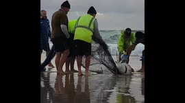 Aussie fishermen rescue shark stuck in fishing net on Queensland beach