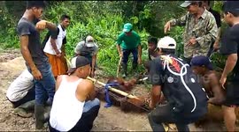 Warga menangkap orangutan