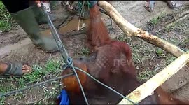 Residents catch orangutans_1