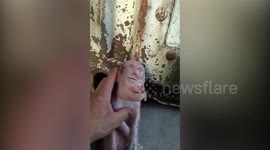 Tragic case of piglet born in southern China with humanlike face