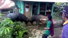 Terrified residents intervene after two buffalo start fight in middle of village
