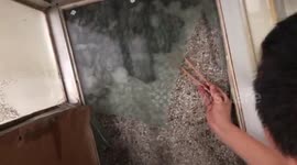 Hundred of bats spotted in resident's kitchen