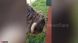 Moment clever bullock managed to find a way to cool itself down - by turning a tap on