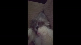 Teddy bear puppy biting his paw