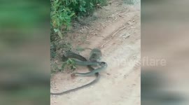 Feisty rat bites snake on its head in China