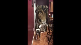 “what the fluff challenge” fail