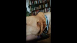 Sniff Sniff Sniff