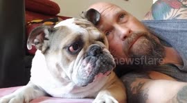 Bulldog doesn't like being a pillow