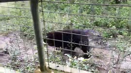 Honey Bear from East Borneo Indonesia