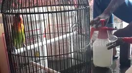 Amazing Love Bird