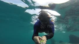 Swimming with the biggest fish in the ocean