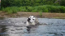 Alaskan Malamute Puppy Heatwave Splash Down