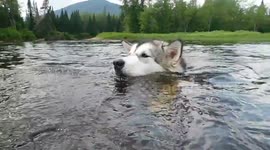 Alaskan Malamute Puppy Heat Wave Extreme Cool Down