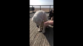 Dog enjoying ice cream
