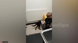 A loveable dog called Charlie came within half an inch of death — after impaling himself on a stick during a game of fetch