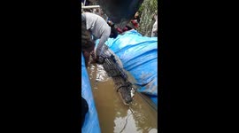 Captured crocodile causes a fright when he snaps at handler
