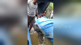 Captured crocodile causes a fright when he snaps at handler