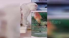 Goldfish kisses curious cat leaning over aquarium