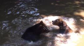 The Three Bears having fun playing and wrestling in the pool, cooling off from the heat