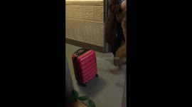 MOST LOVING DOG: Mikka greets Aunty Rachel