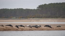 Harbour seals at Loch Fleet in Sutherland Scotland UK