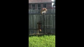 Frustrated pooch jumps in vain trying to reach cat on fence