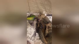 Newsflare Edit - Lorikeet and cat best friends