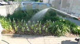 Pointe Claire Village Happy Heatwave Birthday Present