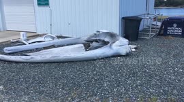 Right whale bones,  Minke whale bones, Whale skull, & whale vertebra