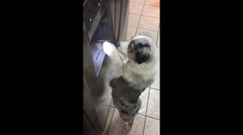 Smart dog helps herself to some ice from the fridge