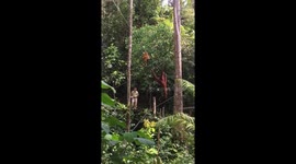 Wonderful wildlife video of mother and baby orangutans, opening and eating coconuts in an innovative resourceful way, and feeding it to baby. Heartwarming, memorable footage of wonderful protected wildlife species