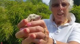 Extremely rare blonde hedgehog rescued after being abandoned by mum