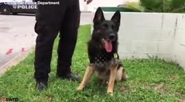 Patrol dog who helped crack crime for six years celebrates retirement with cake