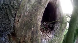 No Nonsense Squirrel Chases Owl From Nest