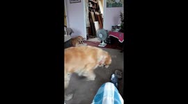 Dog picks up slipper spits it out in disgust