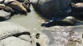 Baby Sea Lion
