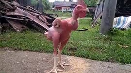 Indonesian farmer loves and cares for his hairless rooster