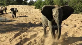 Young elephant charges safari vehicle to show who's boss