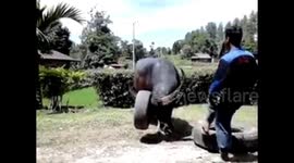 This Man Is Exposed To Buffalo Horns When Playing Together