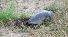 Turtle digging with hind feet -Watch the egg drop!